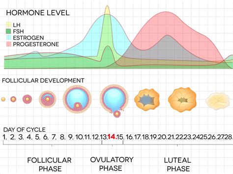 Female Menstrual Cycle Ovulation Process And Hormone Levels Detailed