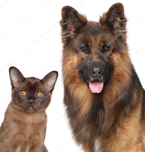 Cat And Dog Close Up Isolated — Stock Photo © Fotojagodka 73840541