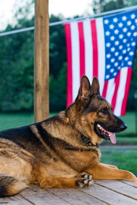 Select category airedale terrier american staffordshire terrier basset hound beagle boston terrier bull terrier catahoula cur chihuahua corgi dachshund german shepherd german shepherd adopt golden retriever great. German shepard with american flag #germanshepherd in 2020 ...