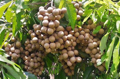 Budidaya Kelengkeng Kateki - Kampus Tani