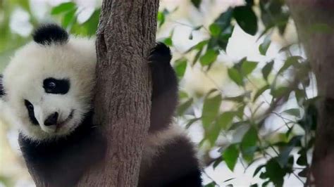史上最萌大熊猫“成实”，呆萌可爱，真的太让人喜欢了！大自然呆萌好看视频