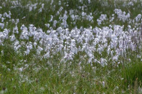 Eriophorum Angustifolium Common Cottongrass Flowering Plant Group Of