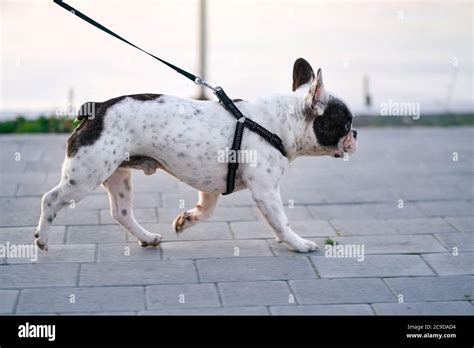 Side View Of Cute Male French Bulldog Walking Lake On Background