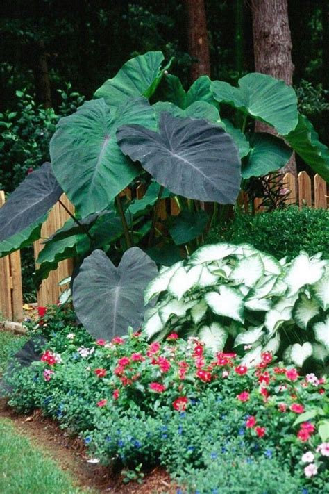 28 Gorgeous Black Garden Ideas For Amazing Garden Elephant Ear Plant
