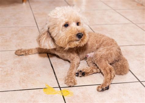 Dog Vomit Bile Causes Treatment And More Top Dog Tips