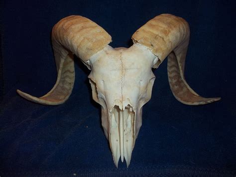Animal Skull Animal Bones Animal Skulls Ram Skull