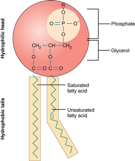 Phospholipid moleculea phospholipid is a molecule with two fatty acids and a modified phosphate group attached to a glycerol backbone. Phospholipid Bilayer | Introduction, Structure and Functions