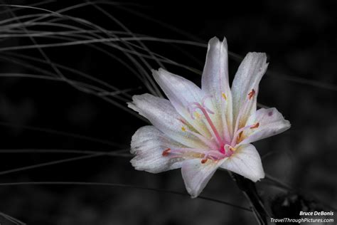 Check spelling or type a new query. Flower Photography and Color Splash - How To Do IT!