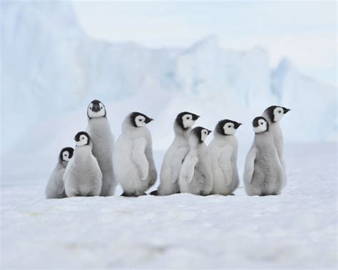 Voir plus d'idées sur le thème pingouin, dessin, pingouin manchot. Bio marine, les oiseaux marins, le manchot empereur