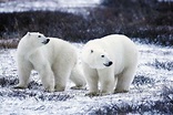 北極熊的皮毛其實是黑色的、加拿大還有「北極熊監獄」揭5大讓你瞠目結舌的北極熊祕密-風傳媒