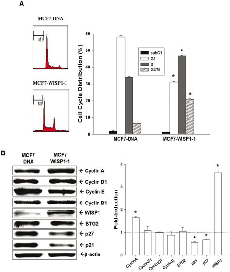 Effect Of Ectopic Wisp1 Overexpression On Cell Cycle Distribution Of