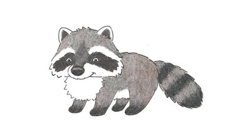 How To Drawing Easy Racoon Drawing Drawing Image