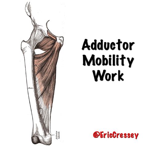 Eric Cressey On Instagram “the Adductors Groin Muscles Have A