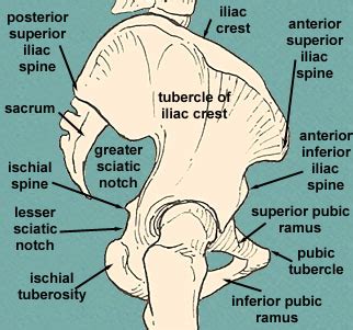 Ischial Tuberosity Pictures Location Function Anatomy And Pain