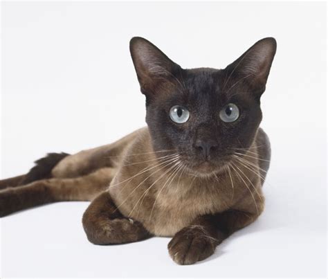 Tonkinese Cat Breed Information Pictures Characteristics Facts