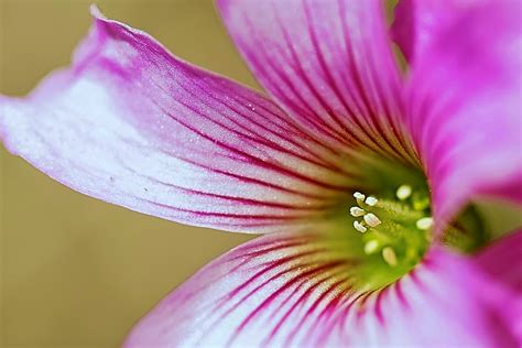 Banco De Imagens Flor Plantar Pétala Rosa Flora Fechar Se Olho