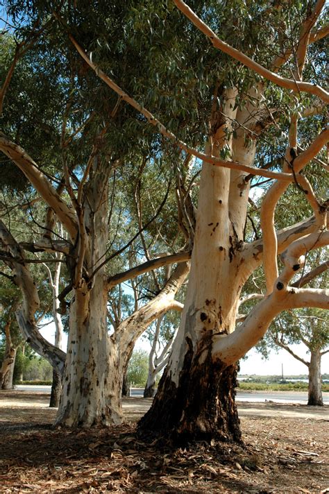About Eucalyptus Trees Acw Woodcuts
