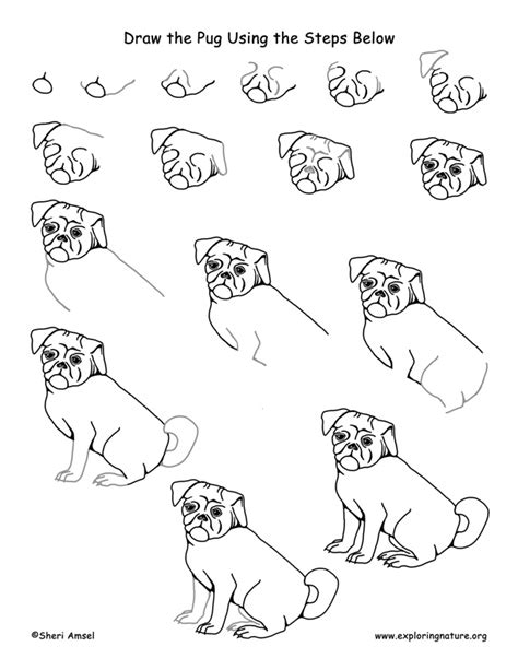 Pug Drawing Lesson