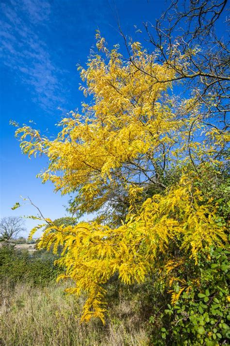 A Beautiful Autumn Tree Against A Deep Blue Sky Stock Photo Image Of