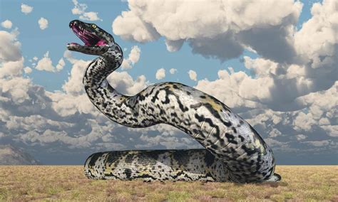 Змея титанобоа много фото