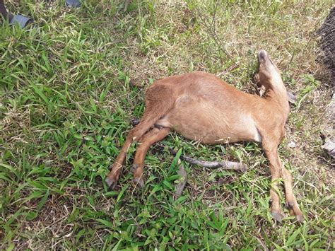 Dead Animals Confuse Residents In This Trinidad Community Stabroek News