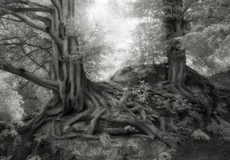 Monumental Portraits Of Ancient Trees Reveal Some Of Earths Oldest
