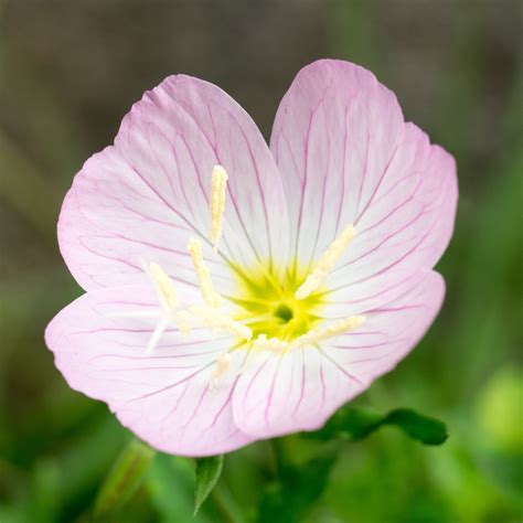 Evening Primrose Berladieri Siskiyou Pink Easy To Grow Bulbs