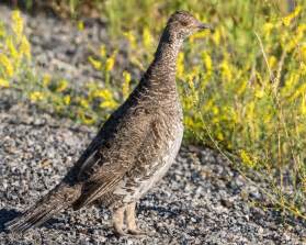 Dusky Grouse Fka Blue Grouse Black Canyon Of The Gunnison E Portal