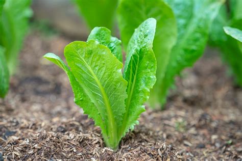 Growing Lettuce In Spring Or Fall Alabama Cooperative