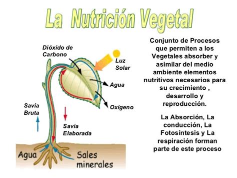 5º Tema 2 Las Plantas Mind42