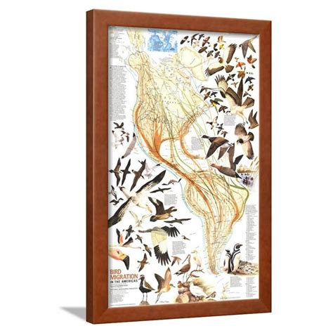 1979 Bird Migration In The Americas Map Framed Print Wall Art By