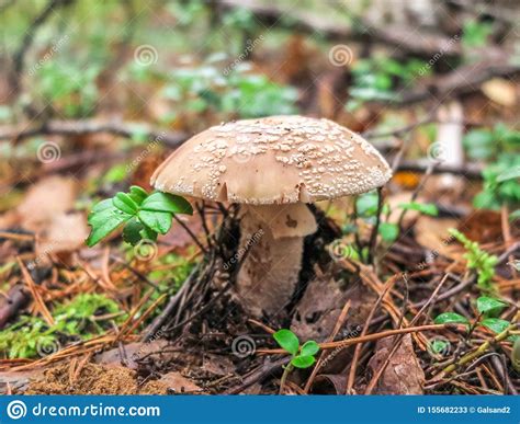 Eatable Mushroom Amanita Rubescens In The Forest