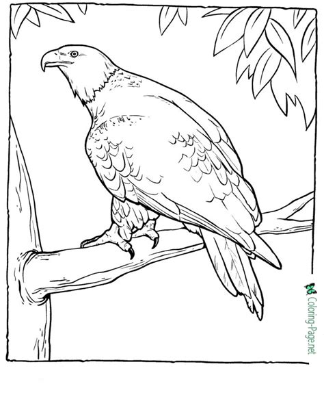 Home/bird coloring pages/flying eagle coloring page. American Eagle Coloring Pages