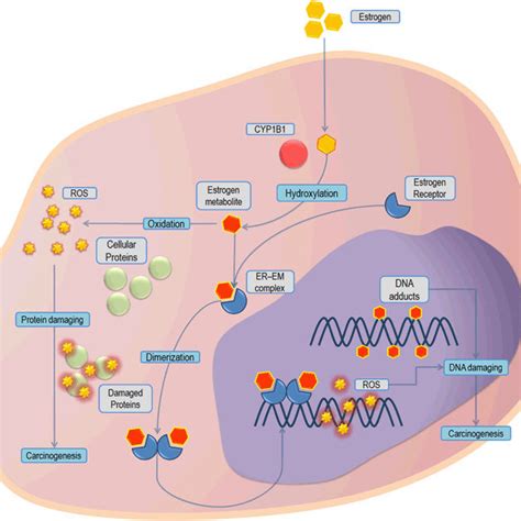 Simplified Diagram Of Estrogen Signaling Pathways Including
