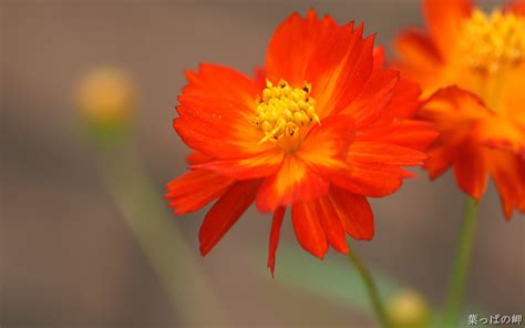 Orange Yellow Flower Wallpapers And Images Wallpapers Pictures Photos