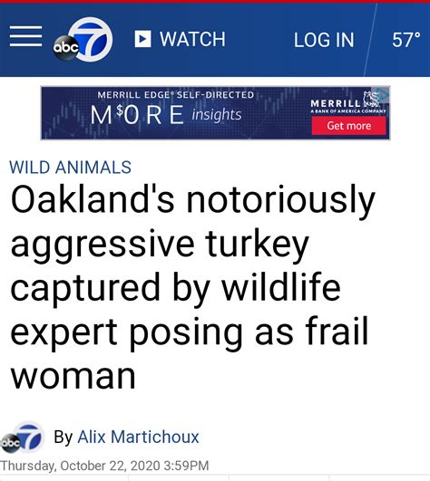 Oaklands Notoriously Aggressive Turkey Captured By Wildlife Expert