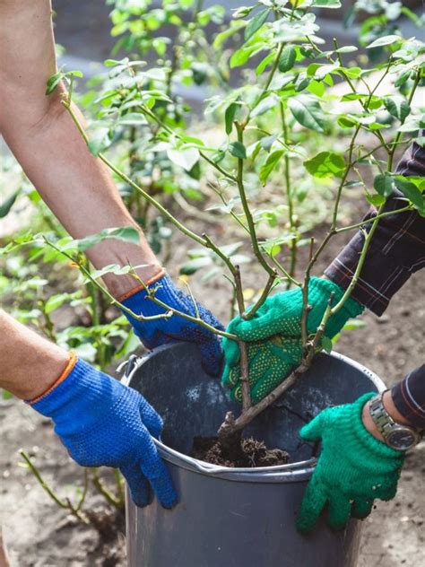 Rose Transplanting Tips On When And How To Transplant A Rose Bush