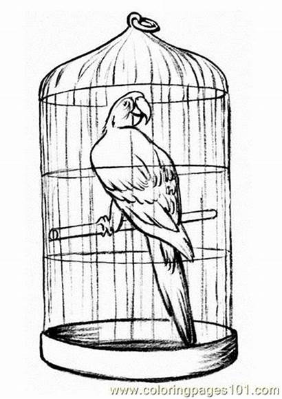 Cage Parrot Coloring Pages Coloringpages101