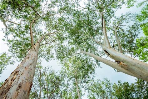 Eucalyptus Trees In Forest Stock Photo Image Of Scenic 115747438