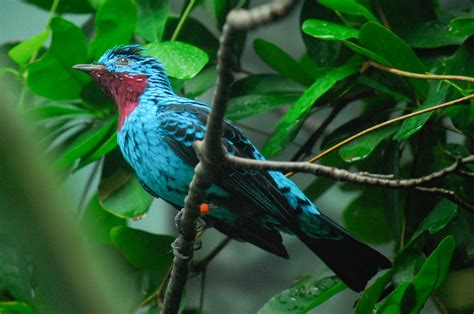 19 Of The Worlds Most Colorful Birds