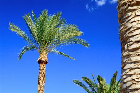 Palm Trees And Blue Sky Free Stock Photo Public Domain Pictures