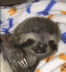 Cute Sloth GIF Cute Sloth Day Discover Share GIFs