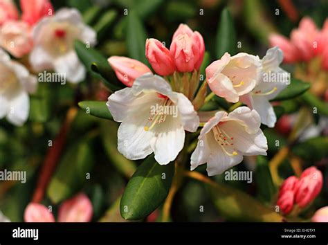 White And Pink Rhododendron High Resolution Stock Photography And