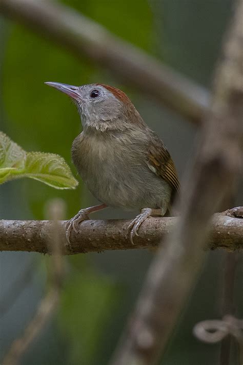 Cyanoderma Rufifrons Poliogaster Rufous Fronted Babbler Flickr