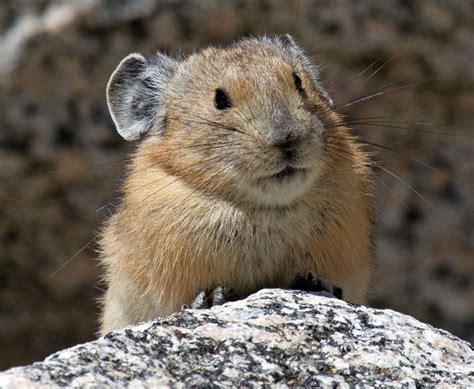 Pika Viewing Photographer Mt Evans