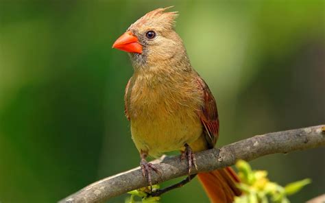 Beautiful Red Beak Birds Hdwallsme
