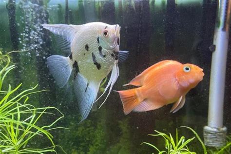 Can Angelfish Live With Cichlids With 15 Examples Pet Fish Online