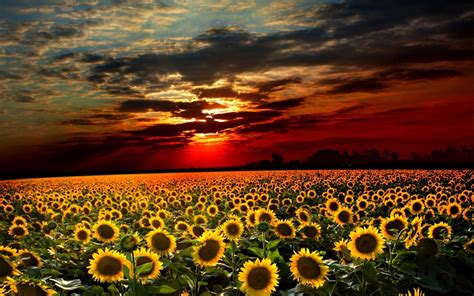 Beauriful Sunflowers Under The Sunset Beautiful Pictures Pinterest