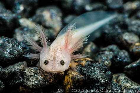 Axolotl Ambystoma Mexicanum Axolotl Pet Axolotl Axolotl Cute