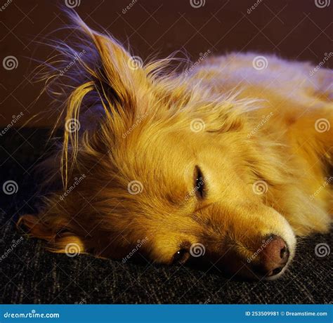 Sleeping Dog Stock Image Image Of Sleeping Cute Tired 253509981